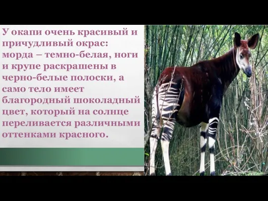 У окапи очень красивый и причудливый окрас: морда – темнo-белая, ноги