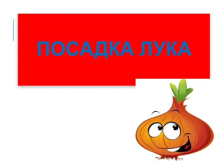 ПОСАДКА ЛУКА