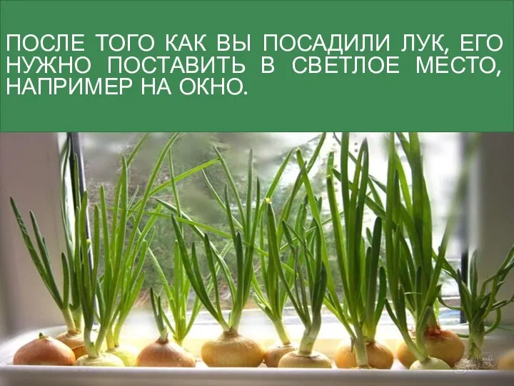 ПОСЛЕ ТОГО КАК ВЫ ПОСАДИЛИ ЛУК, ЕГО НУЖНО ПОСТАВИТЬ В СВЕТЛОЕ МЕСТО, НАПРИМЕР НА ОКНО.