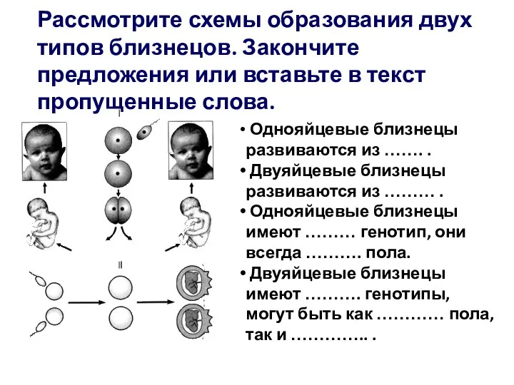 Рассмотрите схемы образования двух типов близнецов. Закончите предложения или вставьте в