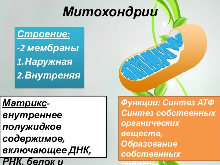 Митохондрии Строение: -2 мембраны 1.Наружная 2.Внутреняя Матрикс-внутреннее полужидкое содержимое, включающее ДНК,