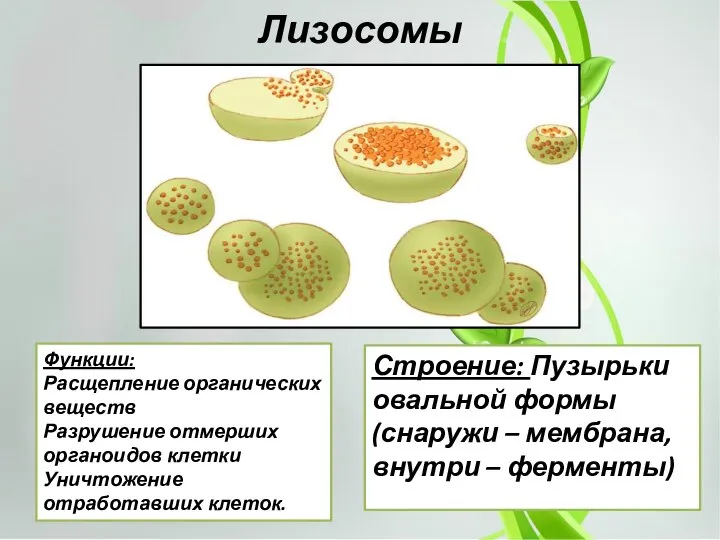 Лизосомы Строение: Пузырьки овальной формы (снаружи – мембрана, внутри – ферменты)