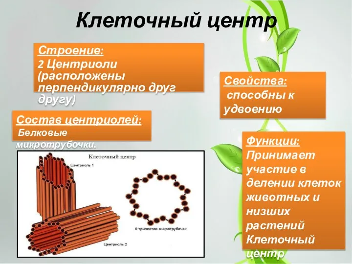 Клеточный центр Строение: 2 Центриоли (расположены перпендикулярно друг другу) Состав центриолей: