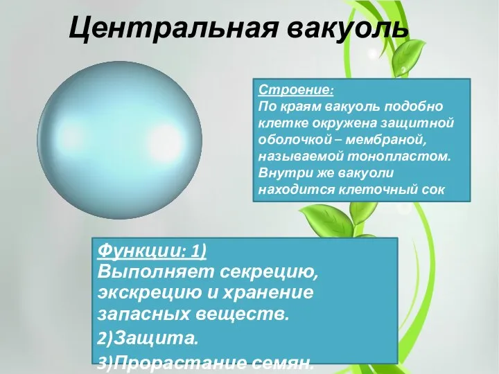 Центральная вакуоль Функции: 1)Выполняет секрецию, экскрецию и хранение запасных веществ. 2)Защита.