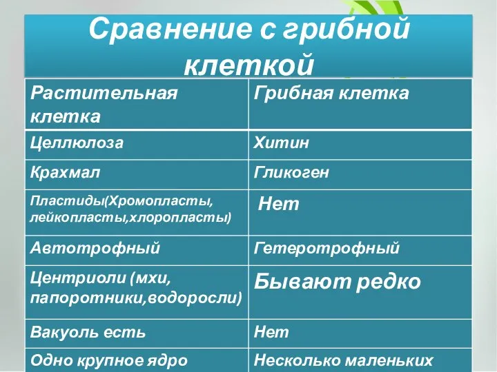 Сравнение с грибной клеткой