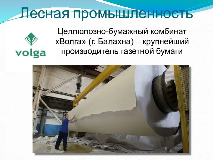 Лесная промышленность Целлюлозно-бумажный комбинат «Волга» (г. Балахна) – крупнейший производитель газетной бумаги