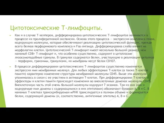 Цитотоксические Т-лимфоциты. Как и в случае Т-хелперов, дифференцировка цитотоксических Т-лимфоцитов начинается