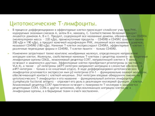 Цитотоксические Т-лимфоциты. В процессе дифференцировки в эффекторные клетки происходит сплайсинг участков