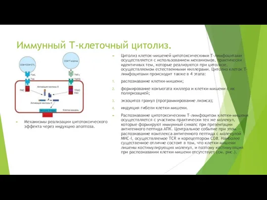 Иммунный Т-клеточный цитолиз. Механизмы реализации цитотоксического эффекта через индукцию апоптоза. Цитолиз