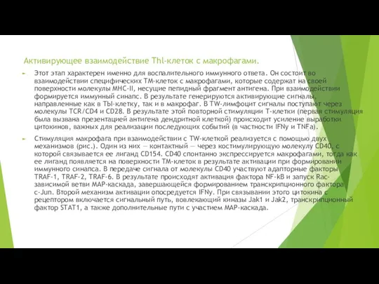 Активирующее взаимодействие Thl-клеток с макрофагами. Этот этап характерен именно для воспалительного