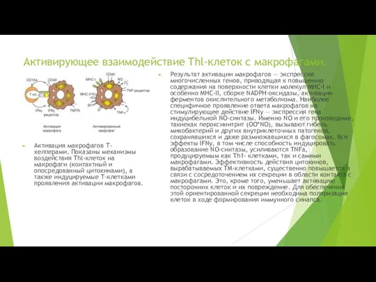 Активирующее взаимодействие Thl-клеток с макрофагами. Активация макрофагов Т-хелперами. Показаны механизмы воздействия