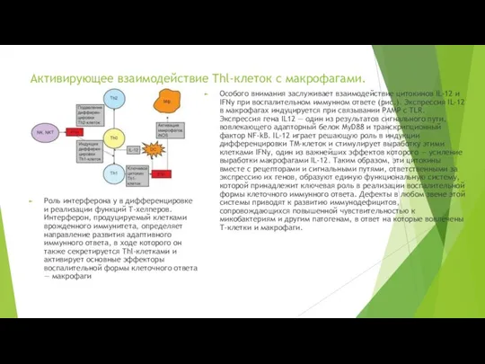 Активирующее взаимодействие Thl-клеток с макрофагами. Роль интерферона у в дифференцировке и