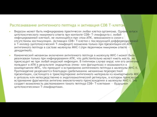 Распознавание антигенного пептида и активация CD8 Т-клеток. Вирусом может быть инфицирована