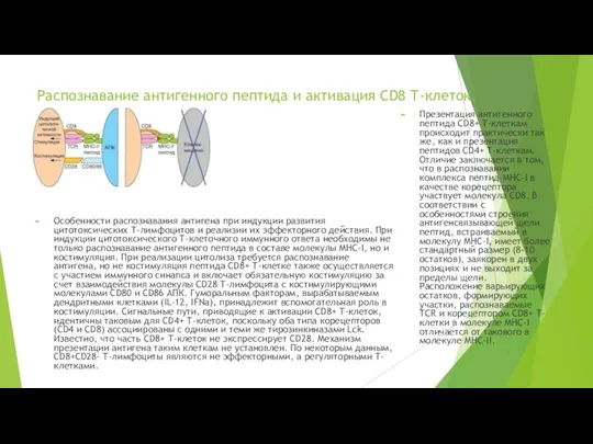 Распознавание антигенного пептида и активация CD8 Т-клеток. Особенности распознавания антигена при