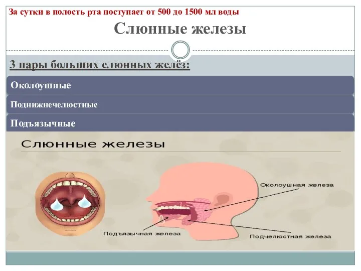 Слюнные железы 3 пары больших слюнных желёз: За сутки в полость