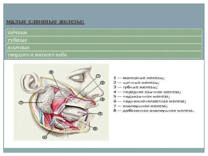 малые слюнные железы:
