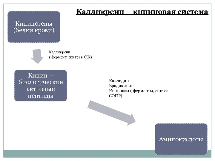 Калликреин ( фермент, синтез в СЖ) Каллидин Брадикинин Кининазы ( ферменты,