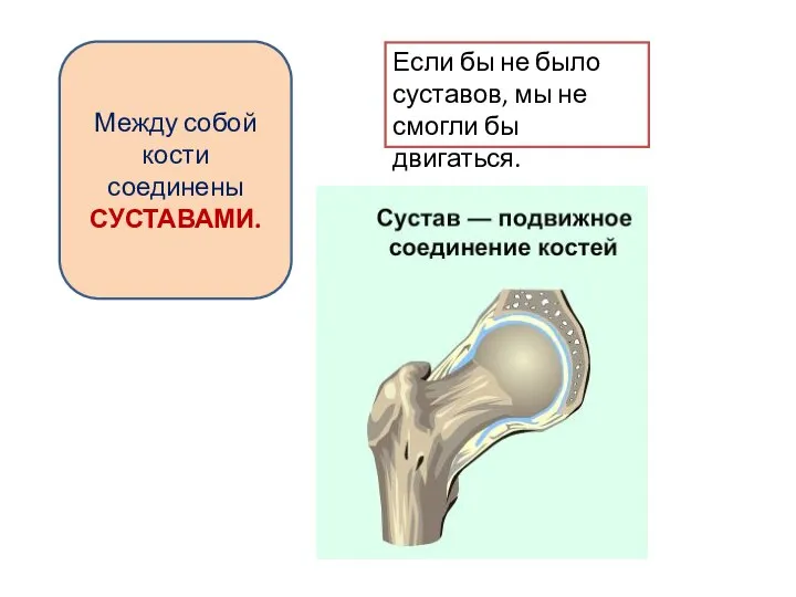 Между собой кости соединены СУСТАВАМИ. Если бы не было суставов, мы не смогли бы двигаться.