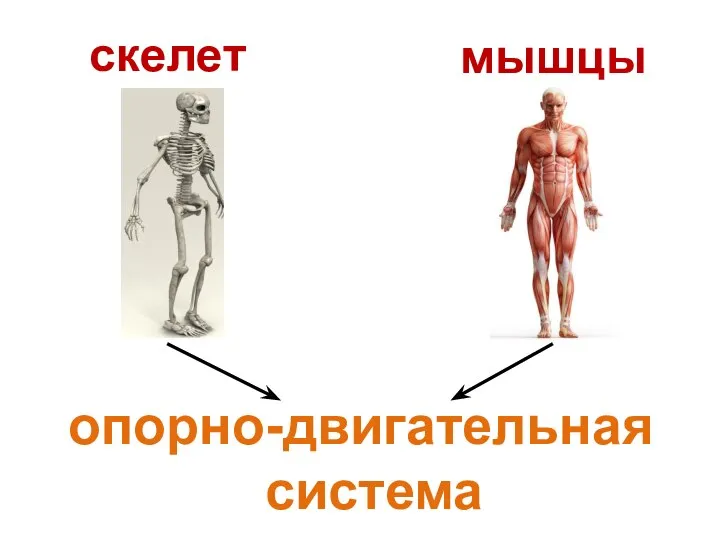 скелет опорно-двигательная система мышцы