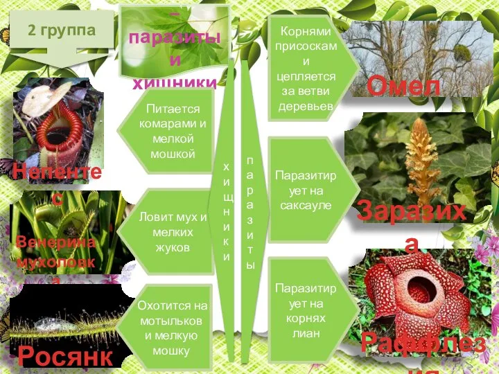 2 группа Растения – паразиты и хищники Омела Раффлезия Венерина мухоловка