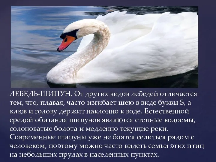 ЛЕБЕДЬ-ШИПУН. От других видов лебедей отличается тем, что, плавая, часто изгибает