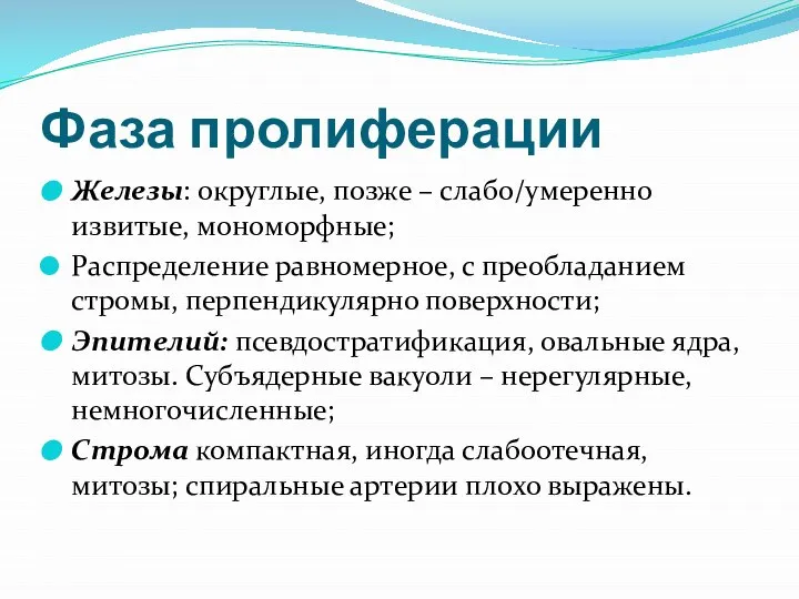 Фаза пролиферации Железы: округлые, позже – слабо/умеренно извитые, мономорфные; Распределение равномерное,