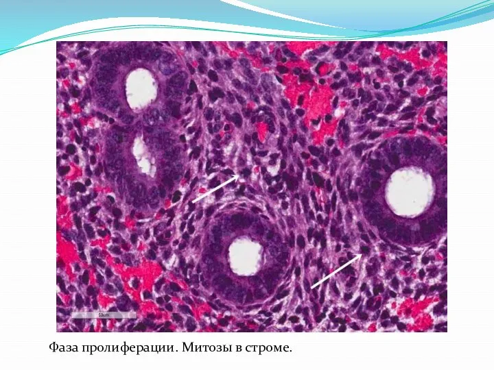 Фаза пролиферации. Митозы в строме.