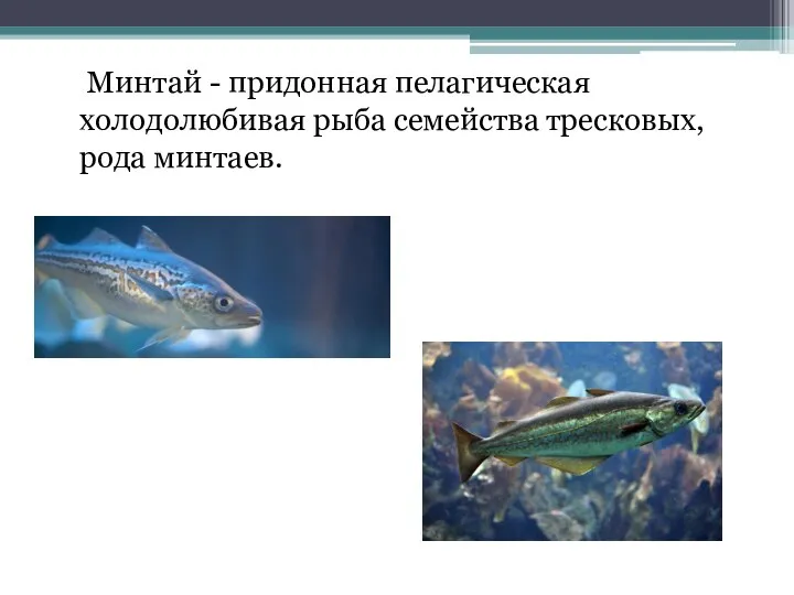 Минтай - придонная пелагическая холодолюбивая рыба семейства тресковых, рода минтаев.