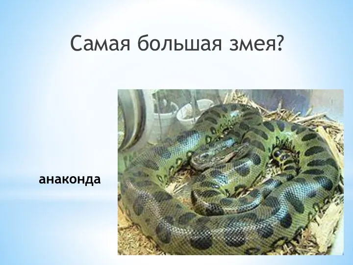 анаконда Самая большая змея?