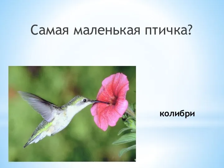 колибри Самая маленькая птичка?