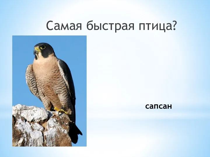 сапсан Самая быстрая птица?