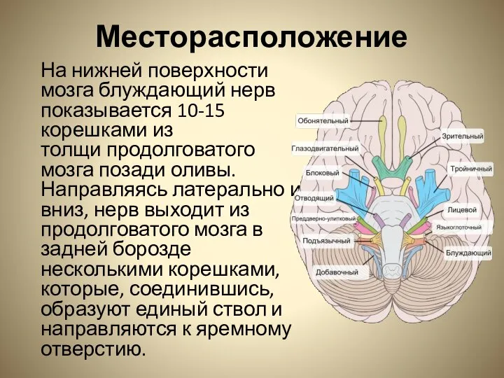 Месторасположение На нижней поверхности мозга блуждающий нерв показывается 10-15 корешками из