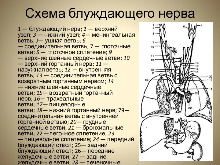 Схема блуждающего нерва 1 — блуждающий нерв; 2 — верхний узел;