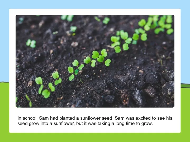 In school, Sam had planted a sunflower seed. Sam was excited