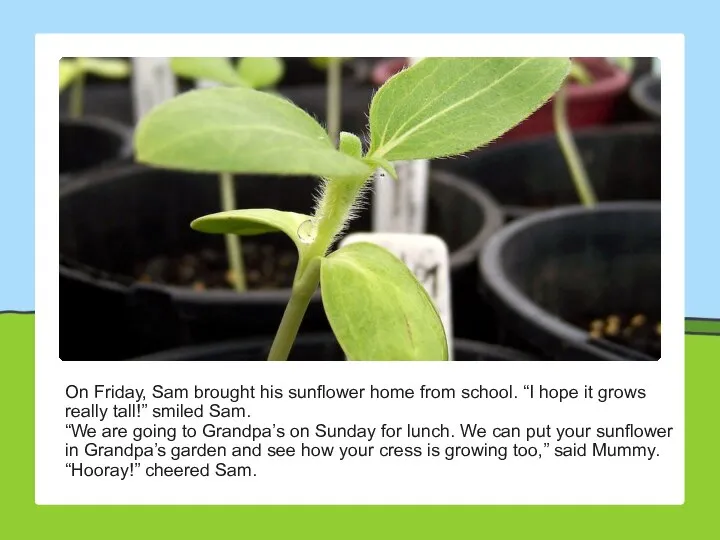 On Friday, Sam brought his sunflower home from school. “I hope