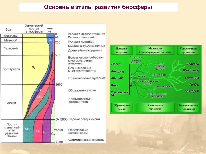 Основные этапы развития биосферы