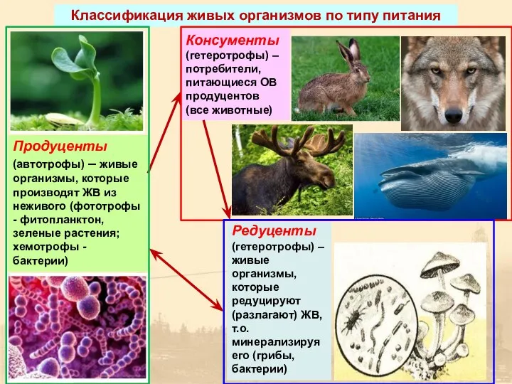 Классификация живых организмов по типу питания Редуценты (гетеротрофы) – живые организмы,