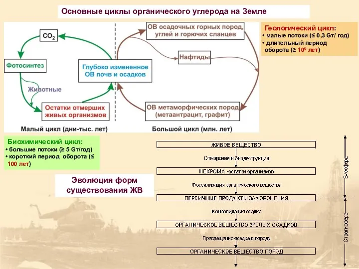 Эволюция форм существования ЖВ Основные циклы органического углерода на Земле Биохимический