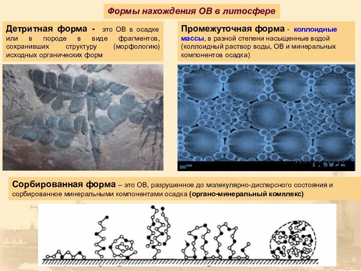 Формы нахождения ОВ в литосфере Детритная форма - это ОВ в