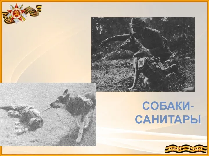 СОБАКИ-САНИТАРЫ