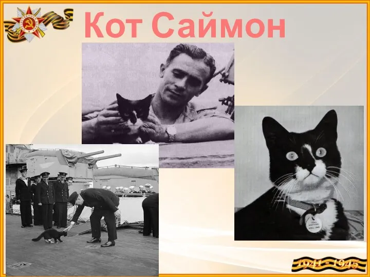 Кот Саймон