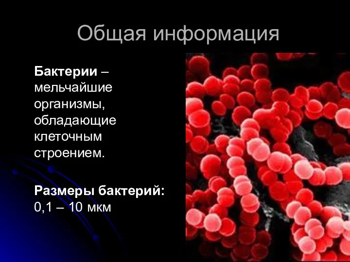 Общая информация Бактерии – мельчайшие организмы, обладающие клеточным строением. Размеры бактерий: 0,1 – 10 мкм