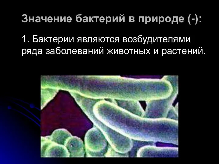 Значение бактерий в природе (-): 1. Бактерии являются возбудителями ряда заболеваний животных и растений.