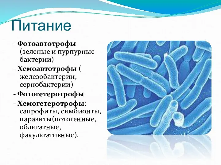 Питание - Фотоавтотрофы (зеленые и пурпурные бактерии) - Хемоавтотрофы ( железобактерии,