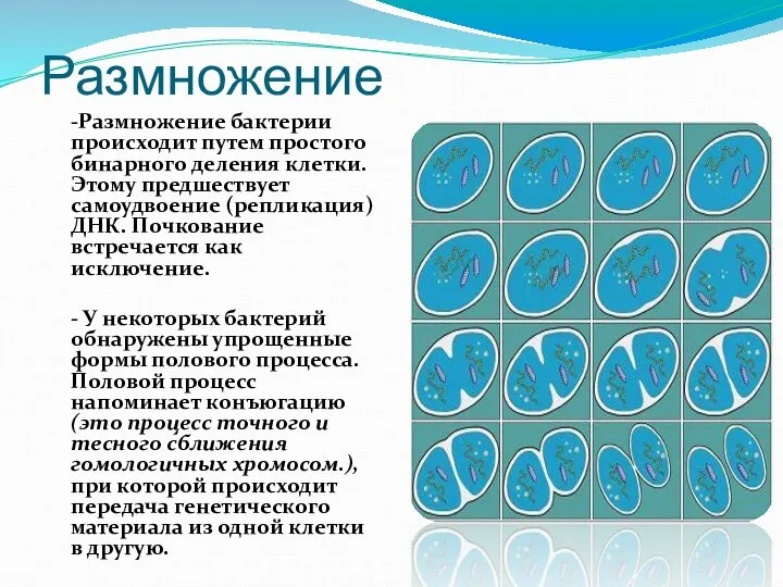 Размножение -Размножение бактерии происходит путем простого бинарного деления клетки. Этому предшествует