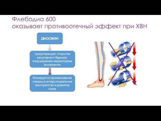 Флебодиа 600 оказывает противоотечный эффект при ХВН ДИОСМИН предотвращает открытие венулярного