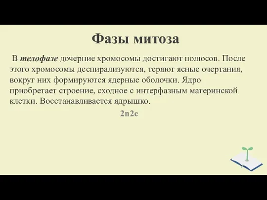 Фазы митоза В телофазе дочерние хромосомы до­стигают полюсов. После этого хромосо­мы