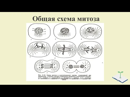 Общая схема митоза