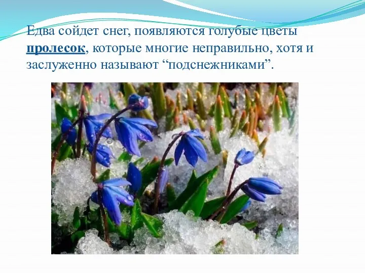 Едва сойдет снег, появляются голубые цветы пролесок, которые многие неправильно, хотя и заслуженно называют “подснежниками”.