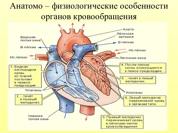 Анатомо – физиологические особенности органов кровообращения